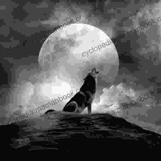 A Lone Wolf Howls At The Moon, Its Cry Echoing Through The Night Wolf Among Wolves Hans Fallada