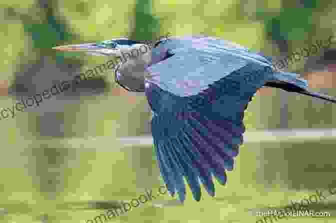 A Majestic Blue Heron In Flight, Its Wings Outstretched Against A Backdrop Of Cerulean Sky. The Blue Heron And Thirty Seven Other Miracles