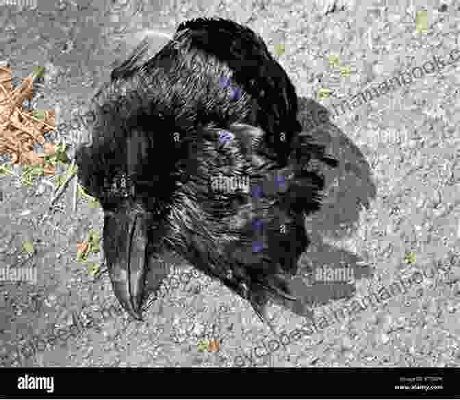 Black Raven, Death's Cold Hand In The Dead Of Night (James Bryant S Dark Haiku 1)